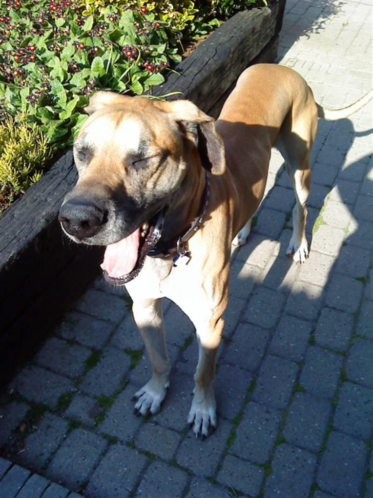 Grand danois GIMLI **HIMMELHUND** - Ahhh.. Man bliver træt af en god gå tur... billede 6