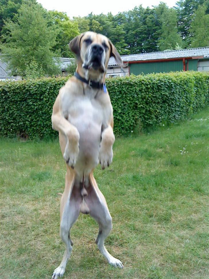 Grand danois GIMLI **HIMMELHUND** - Se hva jeg kan, se hva jeg kan... Jag kan hoppe op og ned....!!! ;O) billede 7