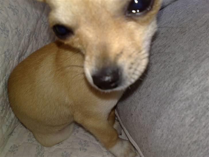 Chihuahua Malou billede 10