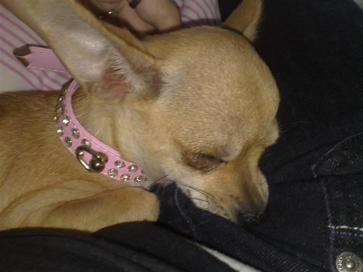 Chihuahua Malou billede 11