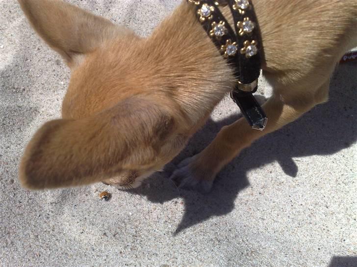 Chihuahua Malou billede 12