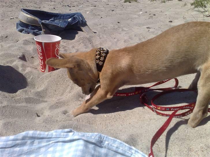 Chihuahua Malou billede 13