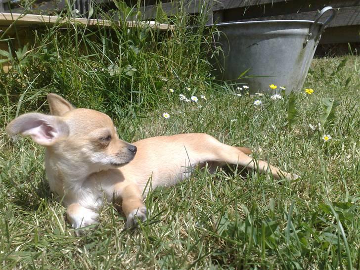 Chihuahua Malou - Flader den for alle pengene i solen..  billede 14