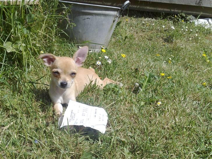 Chihuahua Malou - Havde stjålet en bon fra Mors taske .. Men jeg passer bare på den :)  billede 15