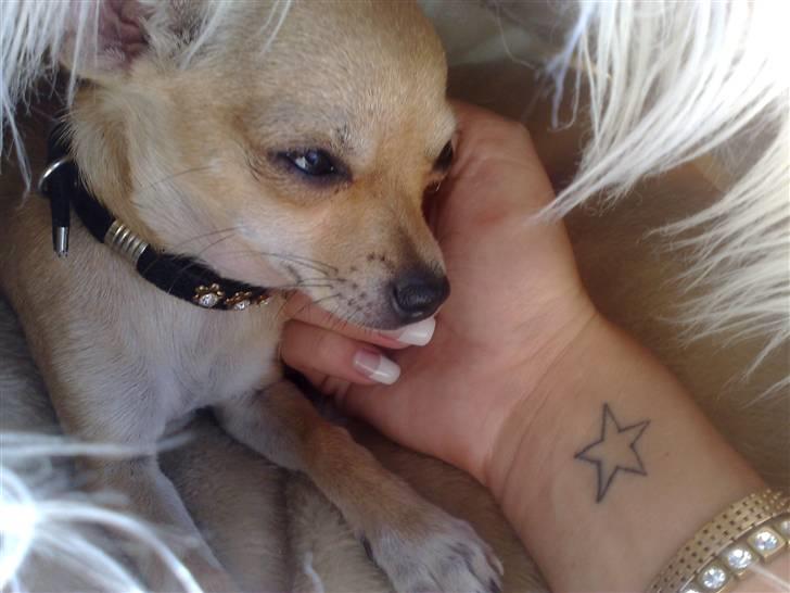 Chihuahua Malou billede 16