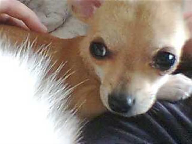 Chihuahua Malou billede 17