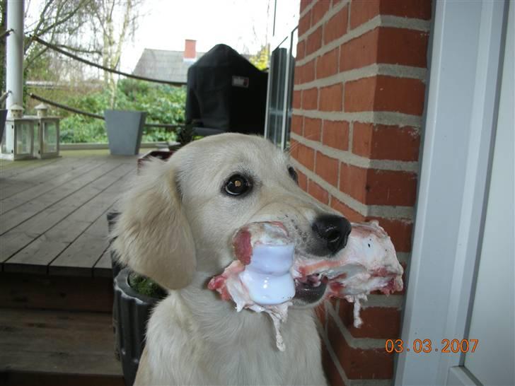 Golden retriever Daisy billede 1