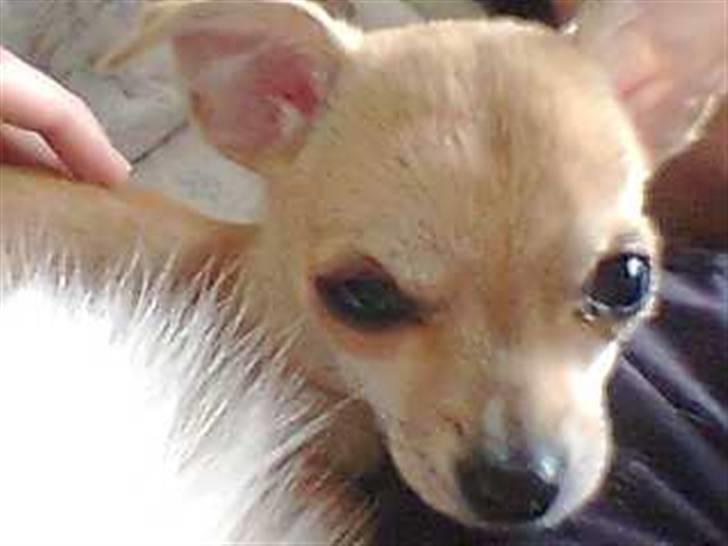 Chihuahua Malou billede 18