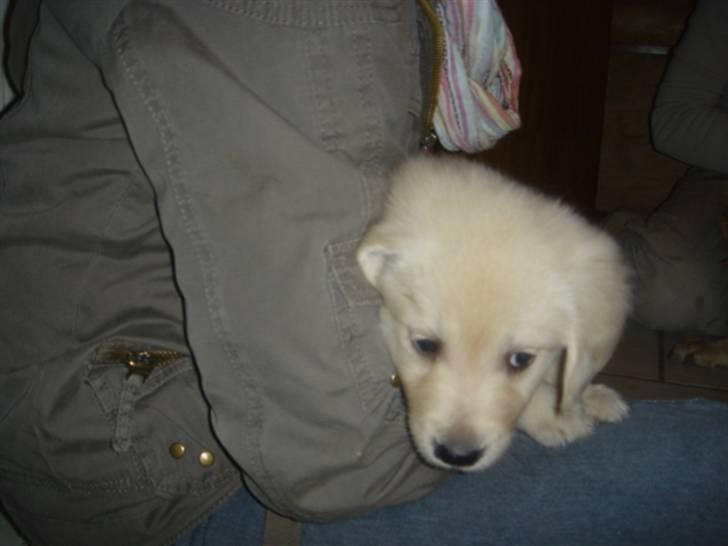 Golden retriever Daisy billede 2