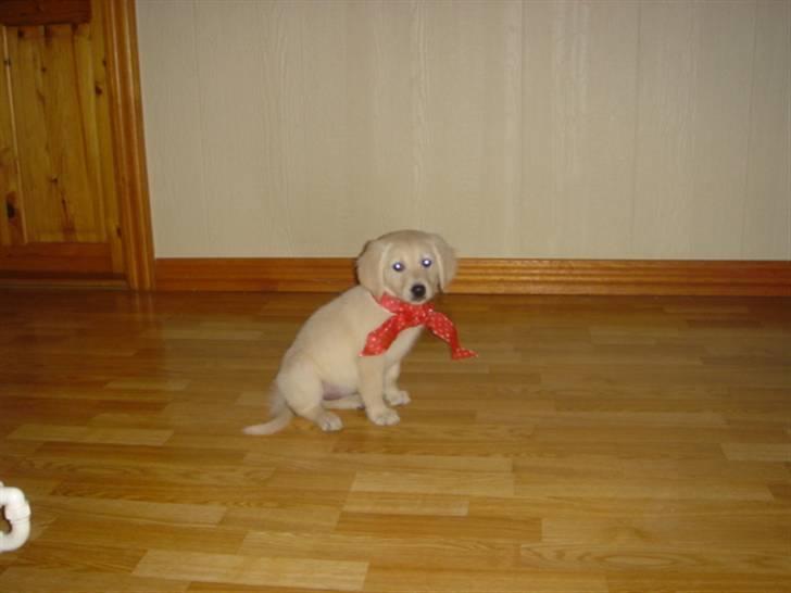 Golden retriever Daisy billede 3