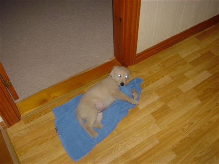 Golden retriever Daisy billede 4