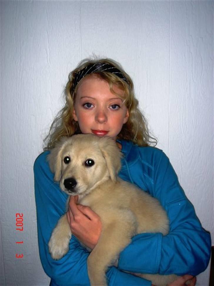 Golden retriever Daisy billede 5