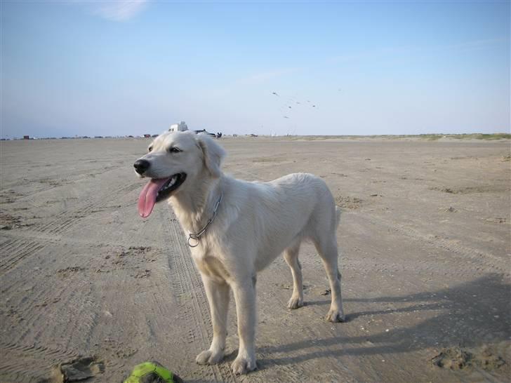 Golden retriever Daisy billede 6