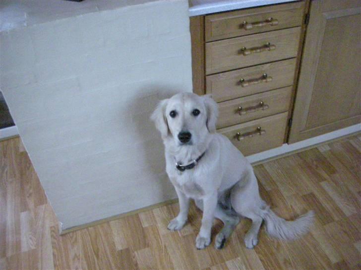 Golden retriever Daisy billede 7