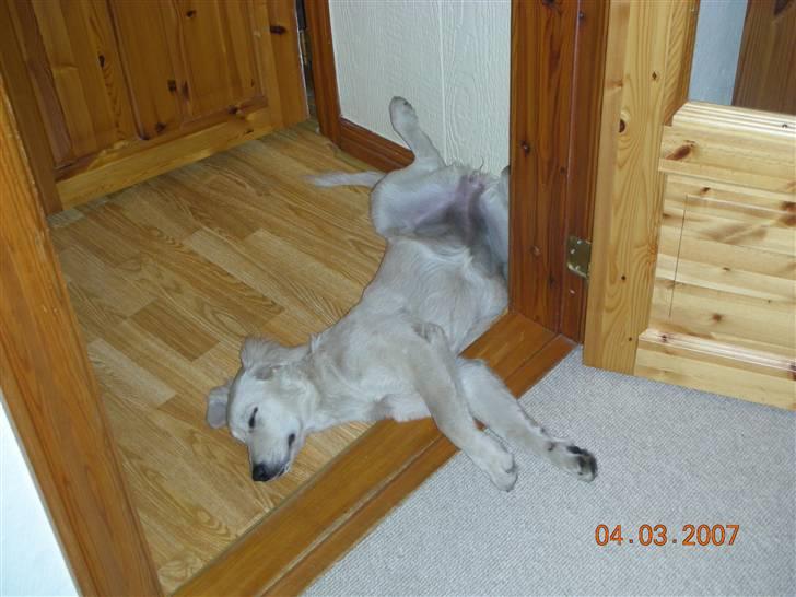 Golden retriever Daisy billede 8