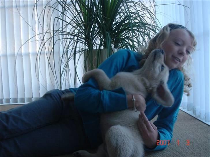 Golden retriever Daisy billede 9