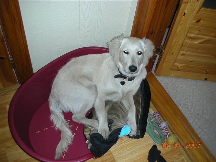 Golden retriever Daisy billede 10