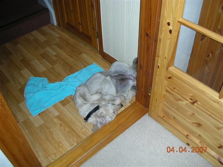 Golden retriever Daisy billede 11