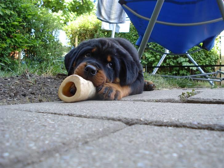 Rottweiler Chandor (Xinkas) - Så er Chandor kommet hjem :)  billede 15