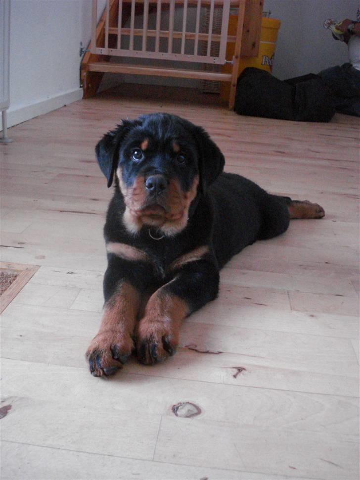 Rottweiler Chandor (Xinkas) - Ham igen. Han er 8 uger nu :) billede 16