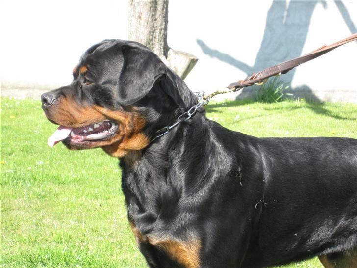 Rottweiler Chandor (Xinkas) billede 17