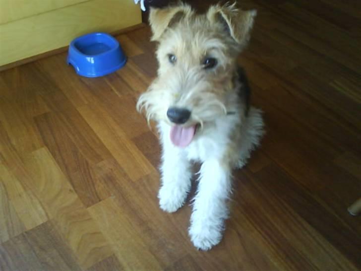 Ruhåret foxterrier "Tippe" - Tippe rækker tunge. HE-HE billede 15