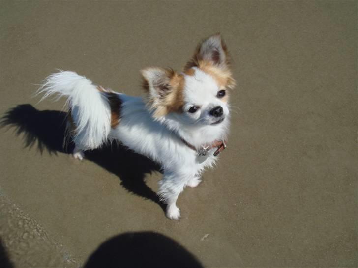 Chihuahua Ipso - 06.10. billede 1