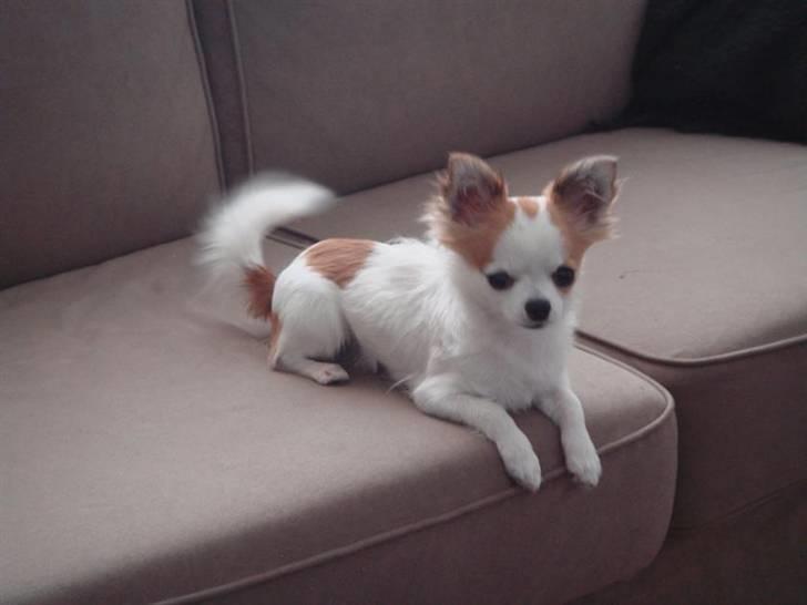 Chihuahua Ipso - 06.10. billede 2