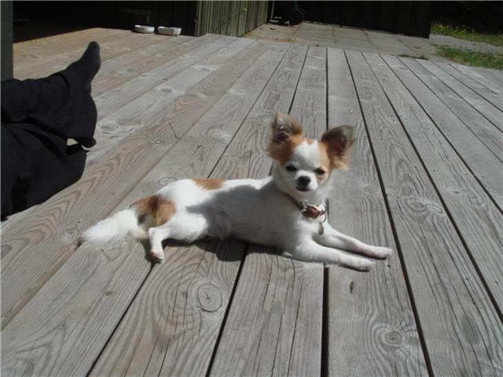 Chihuahua Ipso - 06.10. billede 3