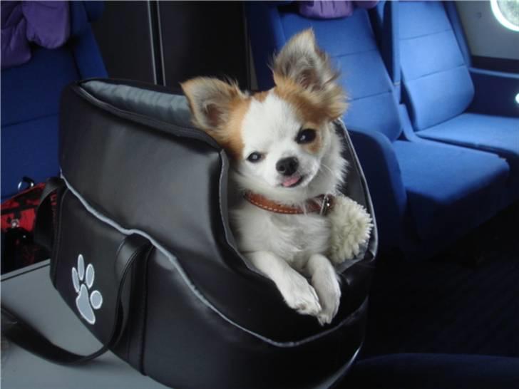 Chihuahua Ipso - 06.10. - Jeg er blevet god til at sidde pænt i tasken, når vi kører i tog :o) billede 4