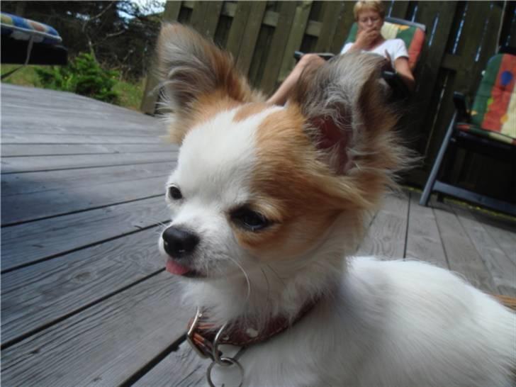 Chihuahua Ipso - 06.10. billede 5