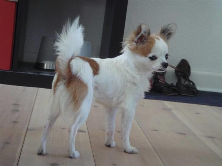 Chihuahua Ipso - 06.10. billede 6