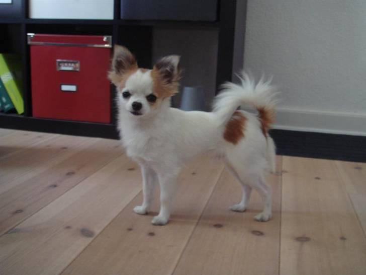 Chihuahua Ipso - 06.10. billede 7