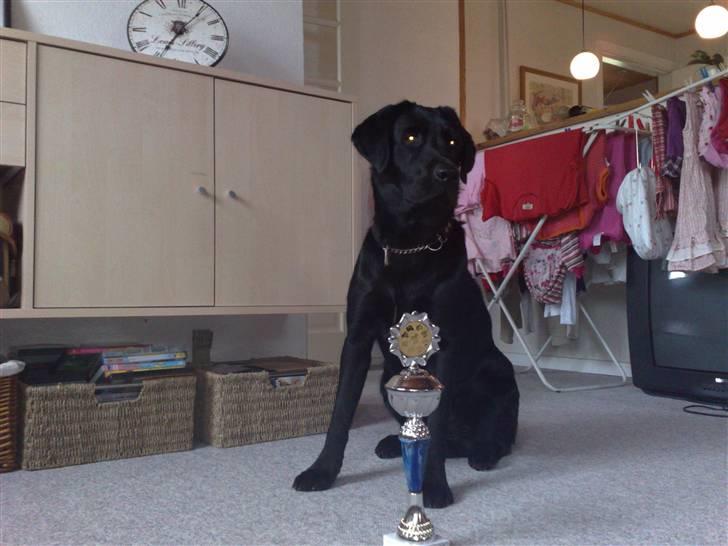 Labrador retriever Max - Max med hans første pokal. billede 14