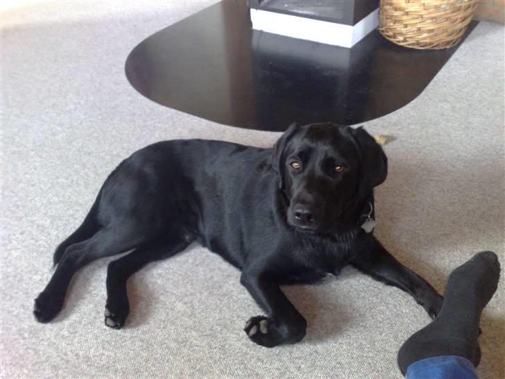 Labrador retriever Max - Max  billede 15