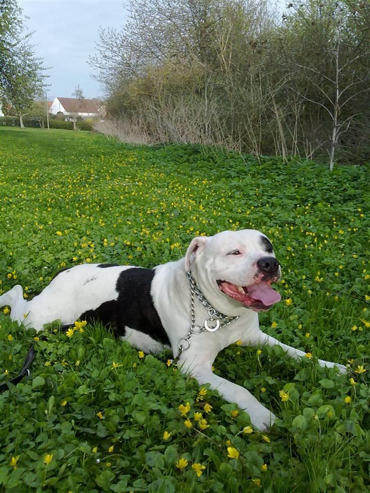 Amerikansk bulldog sheila - her er jeg ,sheila med overblikket i orden billede 11