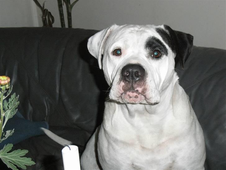 Amerikansk bulldog sheila - hej med jer billede 12