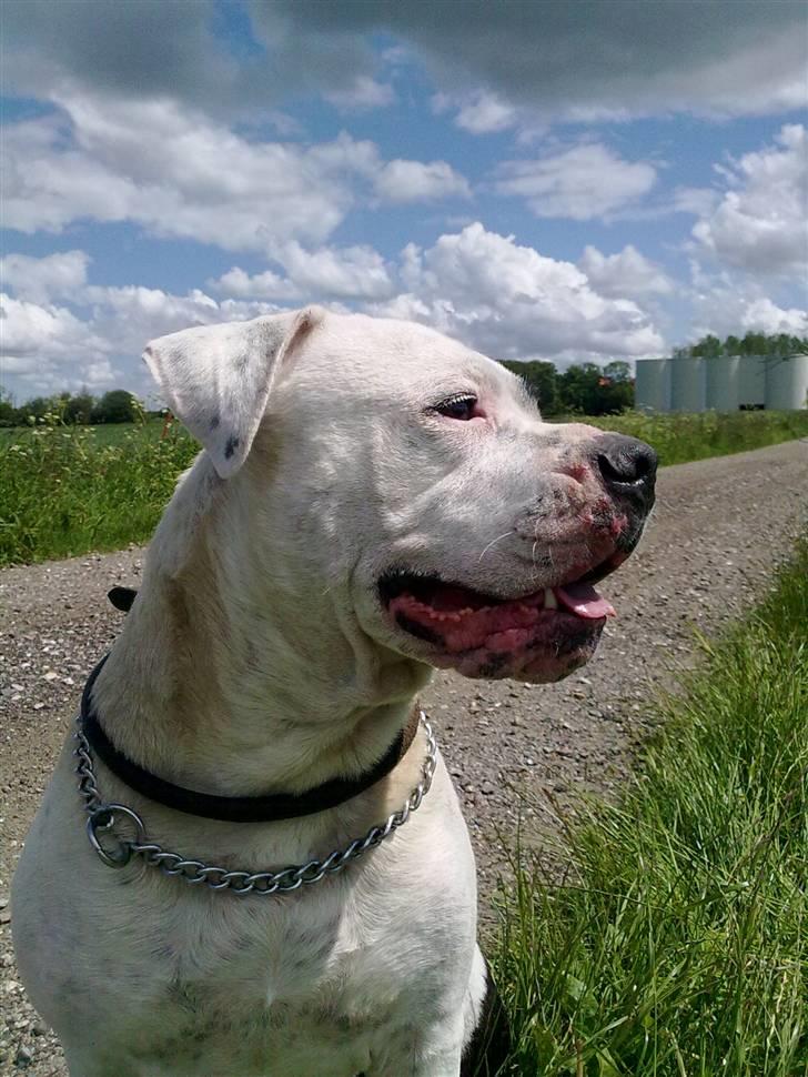 Amerikansk bulldog sheila - Sheila og tyson,se min nye kone billede 13