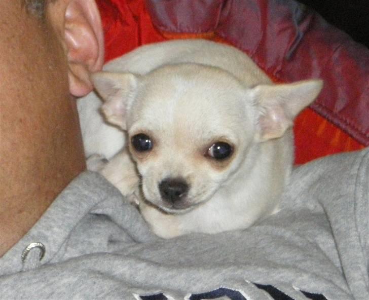 Chihuahua Mille  - Lille fine mig <3 billede 8