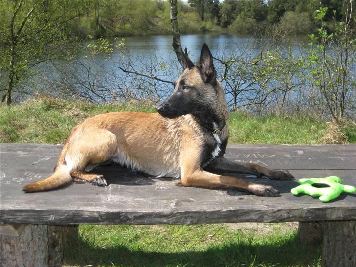 Malinois Caya du Pote Malin billede 14