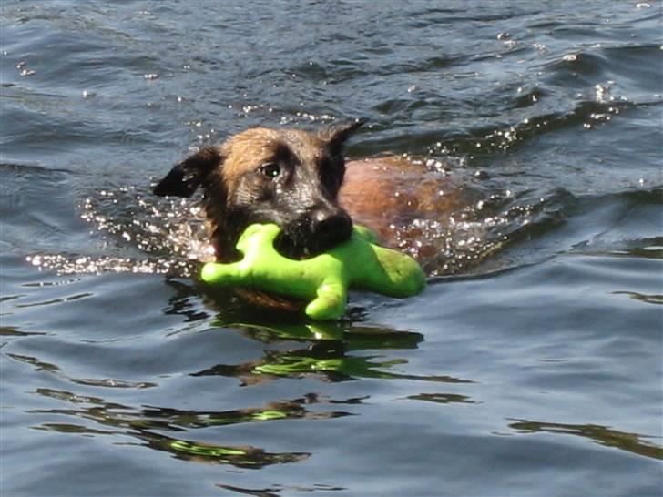 Malinois Caya du Pote Malin billede 15