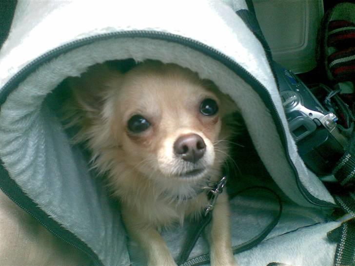 Chihuahua Kaiser - the never end billede 15