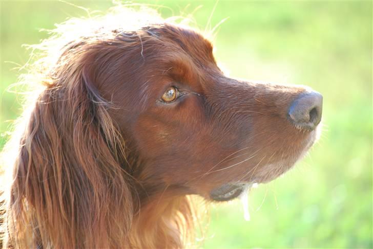 Irsk setter Sonny (Batman) billede 1