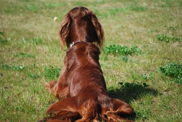 Irsk setter Sonny (Batman) billede 2