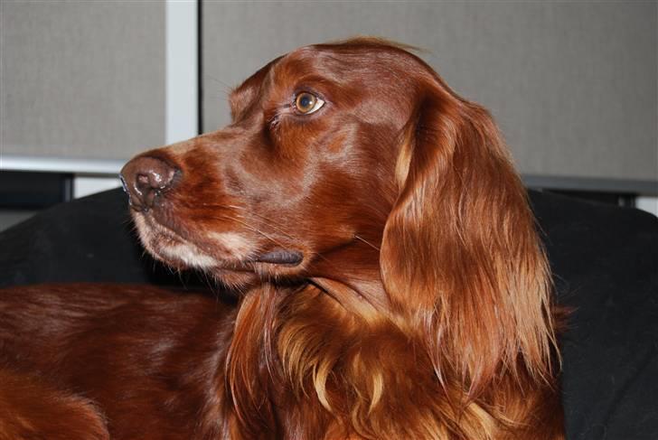 Irsk setter Sonny (Batman) billede 3