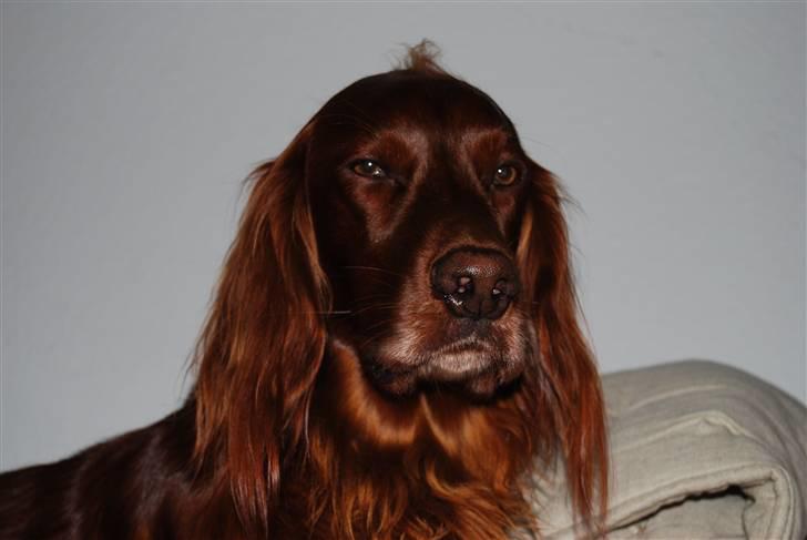 Irsk setter Sonny (Batman) billede 4