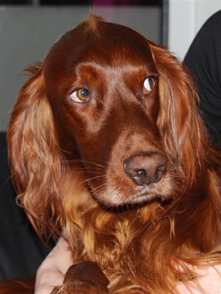 Irsk setter Sonny (Batman) billede 5