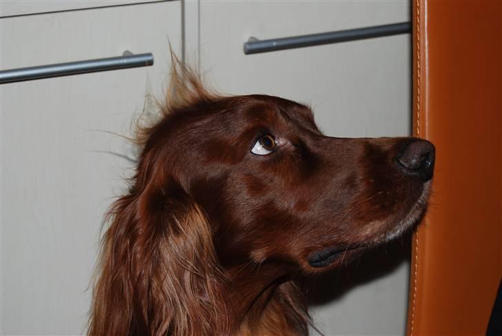 Irsk setter Sonny (Batman) billede 6