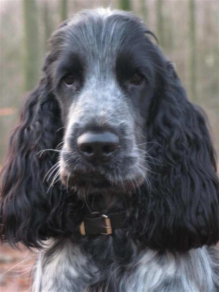 Cocker spaniel Basil billede 3