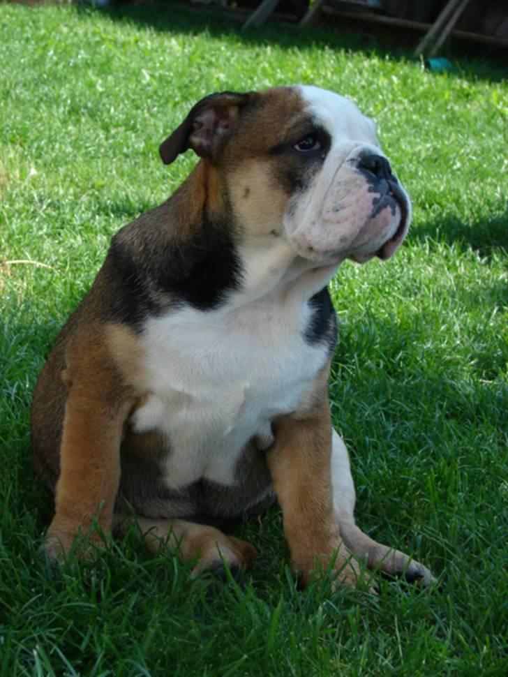 Engelsk bulldog Viola - Billeder af hunde - Uploaded af Matilde :- )